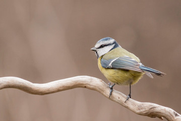 Fototapeta premium Blue Tit sitting on stick