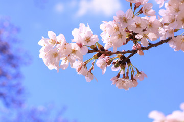 さわやかな青空に桜