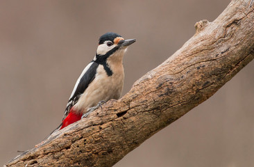 Great Spotted Woodpecker on branch