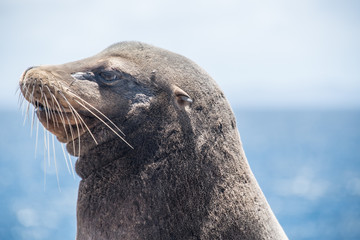 Obraz premium Galapagos Sea Lion