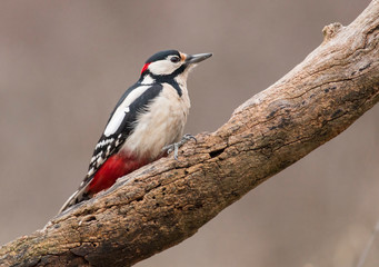 Great Spotted Woodpecker on branch