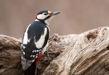 Great Spotted Woodpecker on branch
