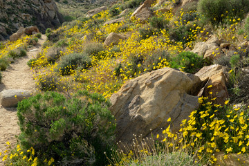 Yellow Poppies Blossom in the Mountains