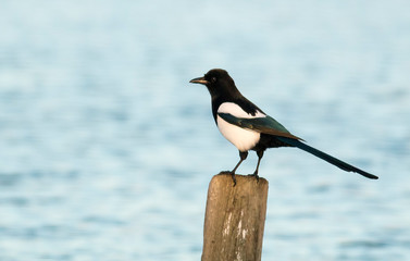 Common magpie sitting on stick
