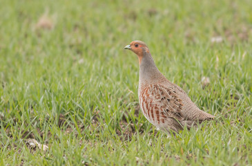 Obraz premium Grey Partridge on the ground