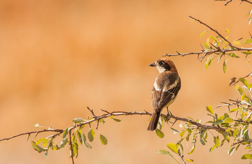 Woodchat Shrike on stick