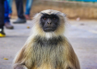 Fototapeta premium Monkey King