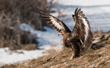 Golden eagle in winter