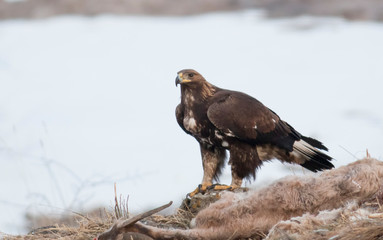 Golden eagle in winter