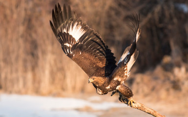 Golden eagle in winter