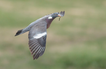 Woodpigeon bring stick for new nest