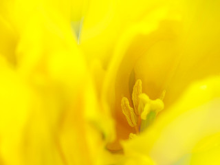 macro tulip flower