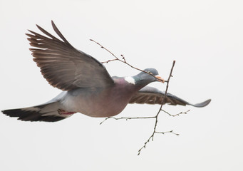 Woodpigeon bring stick for new nest