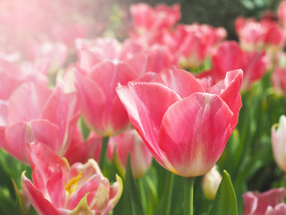 Pink tulip flowers