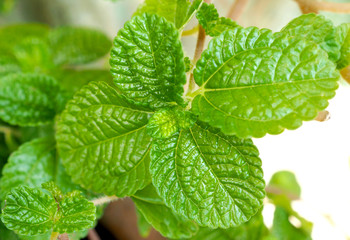 Green Mint leaves freshness.