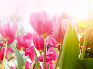 Pink tulip flowers in flower garden.