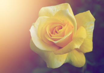 Soft Flower Background. Vintage rose stand alone in garden.