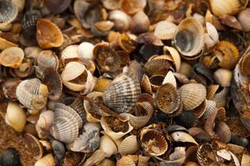 sea shells on the beach