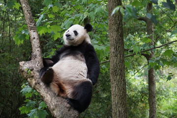 Panda in the Tree