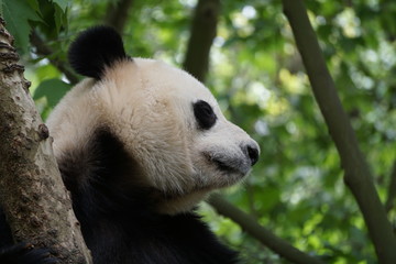 Panda in the Tree