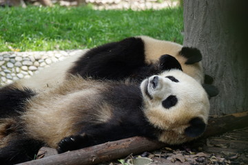 Fototapeta na wymiar Cute Panda