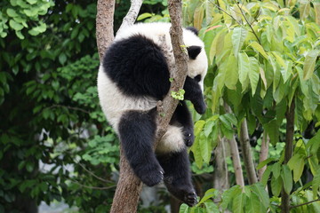 Obraz premium Baby Panda in Tree