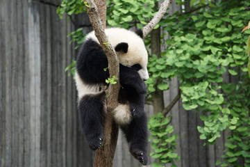 Obraz premium Baby Panda in Tree