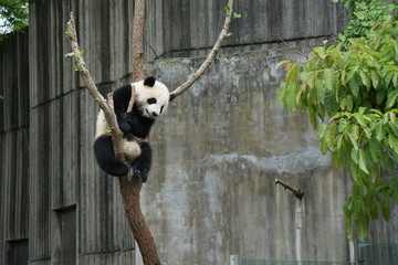 Obraz premium Baby Panda in Tree
