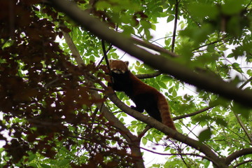 Red Panda