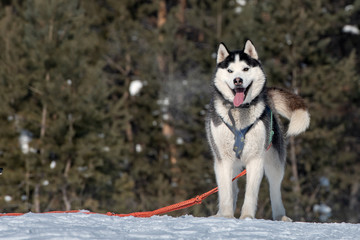 A young black and white Siberian Husky dog ​​standing near his sled. Beautiful cute husky smiling portrait with forest in winter