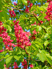 Blüten der Fleischroten Rosskastanie