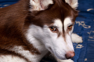 Beautiful brown husky dog lying on blue sofa