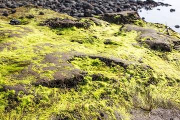Green sea moss on old stone