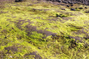 Green sea moss on old stone