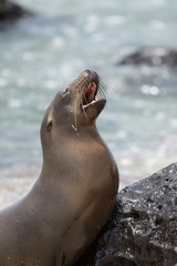 Fototapeta premium Galapagos Sea Lion