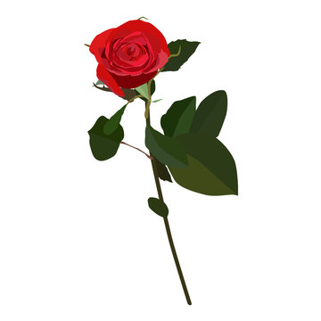Blooming red rose vector flat isolated illustration