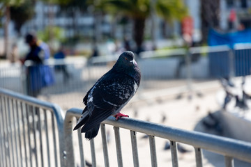 Pigeon on fence