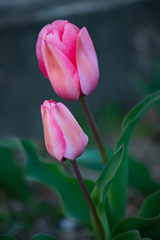 チューリップ