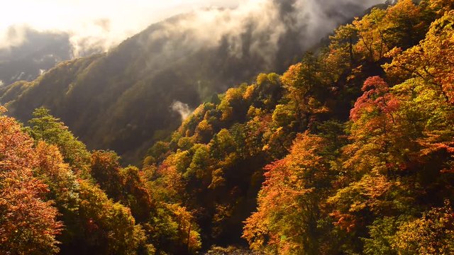 朝霧漂う紅葉の森