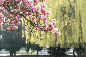 Magnolienblüten vor unscharfer Trauerbirke im Hintergrund im Gegenlicht