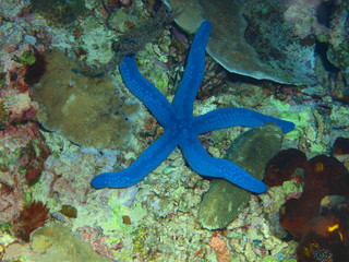 The amazing and mysterious underwater world of Indonesia, North Sulawesi, Bunaken Island, starfish