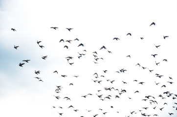 Pictures of pigeons flying in the sky at Batu Cave, Malaysia