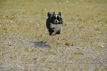 It is a picture of Chihuahuas taking a walk