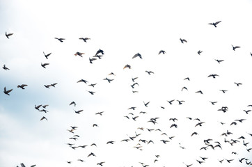 Pictures of pigeons flying in the sky at Batu Cave, Malaysia