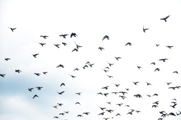 Pictures of pigeons flying in the sky at Batu Cave, Malaysia