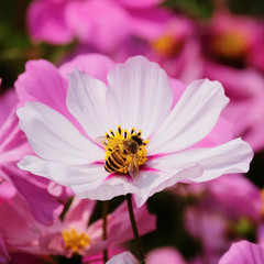 Honey Bee collecting pollen on flower