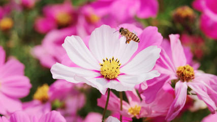 Honey Bee collecting pollen on flower