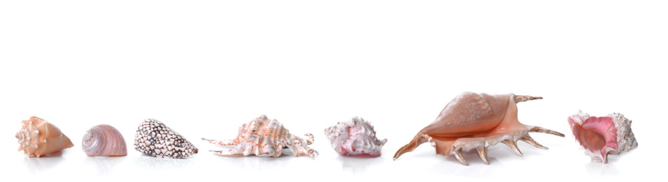 beautiful collection of   seashells in line   on white background and panoramic size