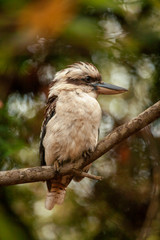 Kookaburra