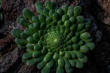 Aeonium praegeri succulent canary islands